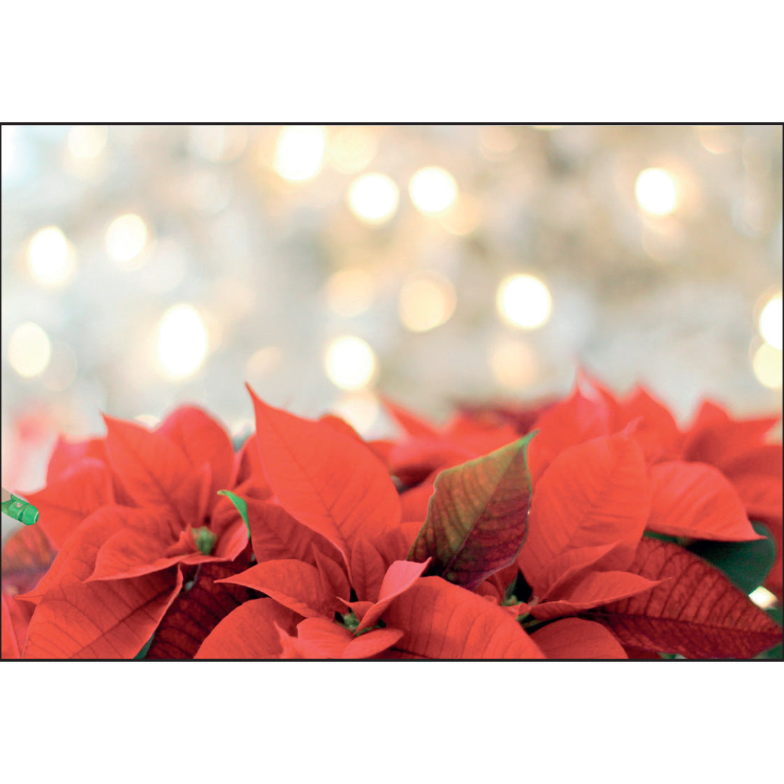 F28 NEW Christmas Poinsettia Folding Card No Caption